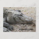 Search for gators postcards Everglades