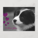 Search for border collie postcards Puppy