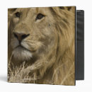Search for leo binders Lion