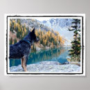 Recherche de canines posters Image