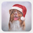 Search for australian shepherd stickers Nature