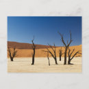 Search for dead tree postcards Outdoors