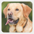 Recherche de yellow dog stickers Animal