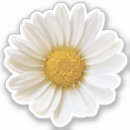 Search for daisy petals stickers Fresh