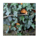 Recherche de lierre carreaux Jardin