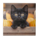 Search for patch tiles Pumpkins