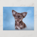 Search for chihuahua puppies postcards Canine