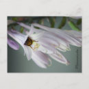 Recherche de hosta cartes postales Fleur