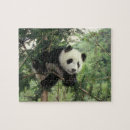 Recherche de panda puzzles Sichuan
