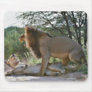 Recherche de panthera lion tapis souris Dehors