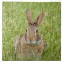 Recherche de lapin sauvage carreaux Nature