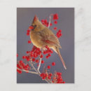 Recherche de aubépine cartes postales Oiseau