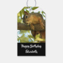 Search for cute squirrel pictures gift wrap Funny