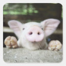 Search for baby piglet stickers Animal