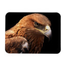 Search for isoler magnets Animal