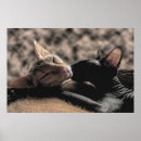 Search for hairless cat posters Pet