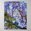 Recherche de jacaranda posters Floraison