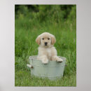 Search for golden retriever posters Animal