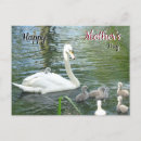 Recherche de swan cartes postales Faune