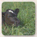 Recherche de année du boeuf Vache