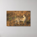 Search for kenya canvas prints Cat