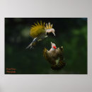 Search for flickers posters Birds