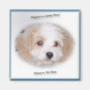 Search for chasing magnets Puppy