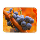 Recherche de vignoble magnets Vallée de napa