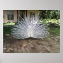 Search for white peacock posters Beautiful