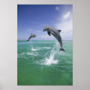 Recherche de grand dauphin posters Bleu clair