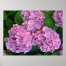 Recherche de hortensia rose posters Jardin