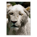 Recherche de lion blanc vœux cartes Nature