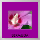 Search for bermuda posters Nature
