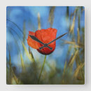 Search for mohn Rot