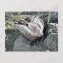 Search for otter pictures postcards Nature