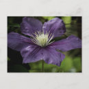 Recherche de clematis cartes postales Nature