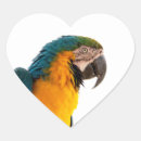 Recherche de macaw autocollants Coloré