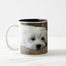 Recherche de bichon tasses Animaux familiers