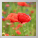 Search for mohn Poppy