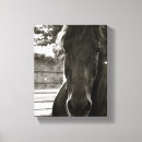 Recherche de copies de chevaux Photographie
