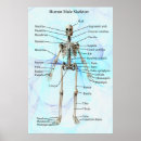 Recherche de physiologie posters Humain