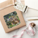 Search for tropical lizard stickers Wildlife