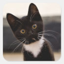 Search for cute camera stickers Animal