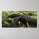 Search for anteaters posters Animal