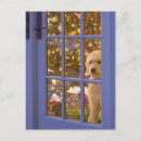 Search for looking at postcards Full length