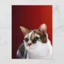 Recherche de veterinary posters Feline