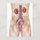 Search for human representation vertical postcards White background