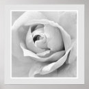 Search for white rose bud posters Nature