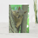 Search for squirrel with nut birthday cards Funny
