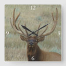 Search for elk clocks Wapiti